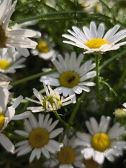 beautiful macro cammomile flowers growing in the summer garden among the green leaves and grass