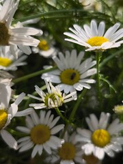 beautiful macro cammomile flowers growing in the summer garden among the green leaves and grass