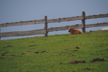 Młody rudy byk odpoczywa przy płocie © vofchok