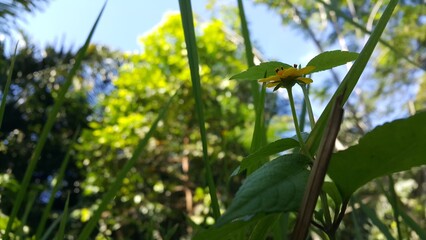 Beautiful yellow color flower wallpaper. Cool background. World Wildlife Conservation Day on December 4th. 
