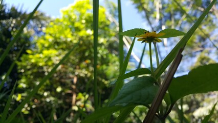 Wedelia biflora, Beautiful yellow color flower wallpaper. Cool background. Shot in a tropical rainforest. World Environment Day on June 5th. green grass and blue sky, green grass and blue sky