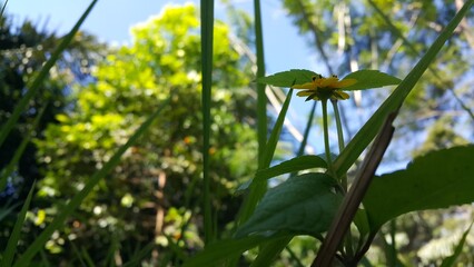 Obraz premium Beautiful yellow color flower wallpaper. Cool background. Perfect for documentaries about tropical rainforests and World Environment Day on June 5th. 