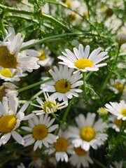 beautiful macro cammomile flowers growing in the summer garden among the green leaves and grass