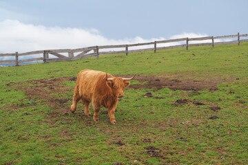 Młody rudy byk w zagrodzie © vofchok