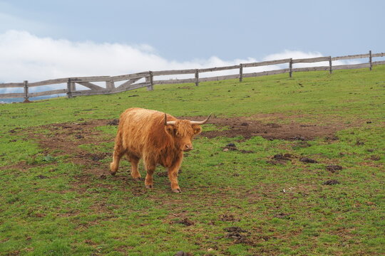 Młody rudy byk w zagrodzie