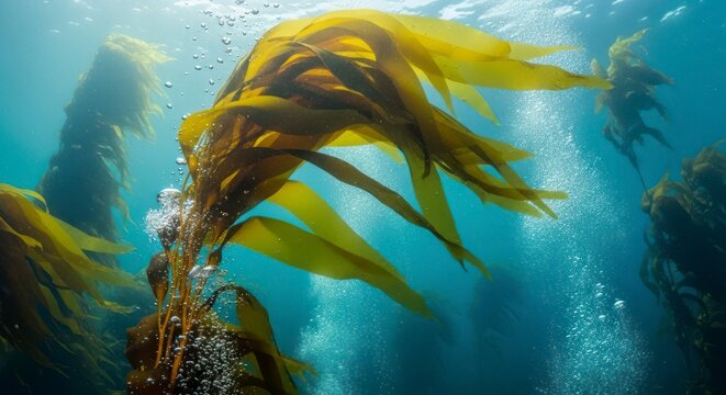 Underwater Kelp Forest with Bubbles