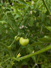 small green tomatoes with big leaves on the bush in the garden