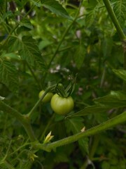 small green tomatoes with big leaves on the bush in the garden