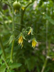 yellow flowers on the green bush with big leaves of blooming tomatoes in the garden