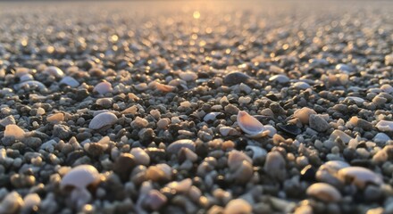 Obraz premium Seashore rocks and seashells at dusk with sun flare over sand