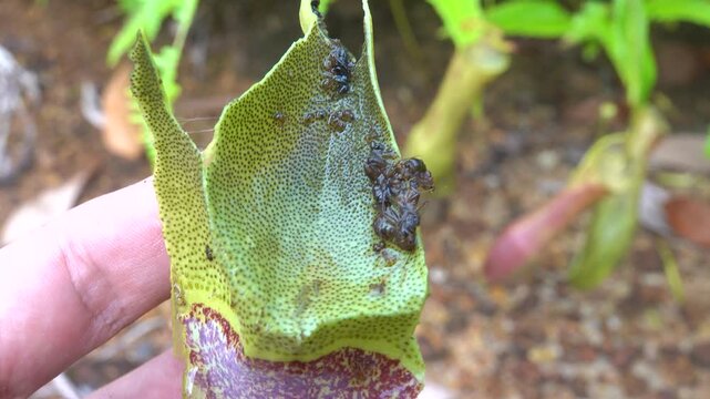 Carnivorous plants. Monkey-cup (Nepenthes gracilis), rainforests of north-western of island of Borneo. Capsule contents - dead digested insects, but maggots, wigglers are alive in enzyme (symbiosis)