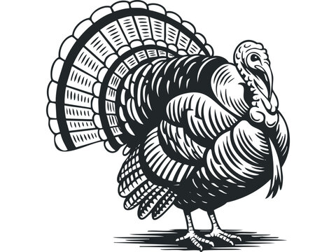 Detailed graphic of a turkey with spread tail feathers on a transparent background. Vector hand drawn illustration