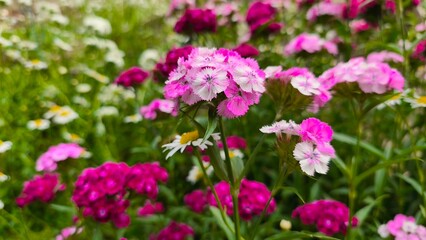 Fototapeta premium beautiful sweet-william flowers in the summer garden