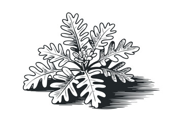 Woodcut Style Oak Leaf Plant with Flower and Shadow. Vector hand drawn illustration