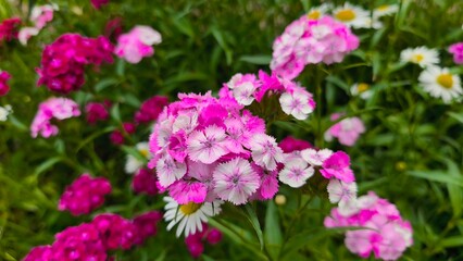 Obraz premium beautiful sweet-william flowers in the summer garden