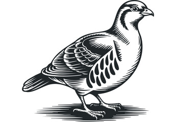 Obraz premium Partridge bird isolated on white background, vector graphic illustration. Vector hand drawn illustration
