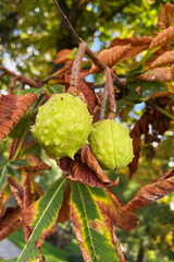 A close-up shot of several green, spiky chestnut burrs hanging from a branch alongside brown, dry leaves. This image is perfect for a designer needing a visual for natural life cycles, autumn concepts
