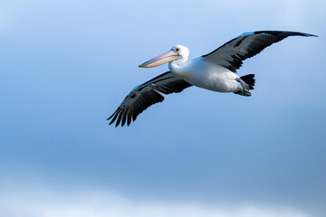 Pelican soaring gracefully against a clear blue sky