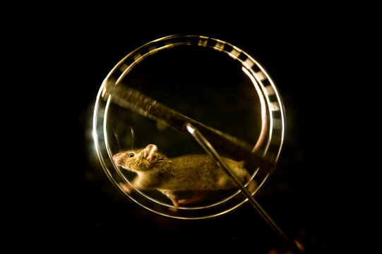 Mouse running on a spinning wheel in the dark.