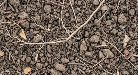 Close-up of rich, dark soil with small stones, twigs, and dried leaves