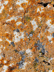 Close-up macro photo of Lichens on stone in Altai natural environment.