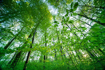 Frühlingswald in den Rheinauen in der Pfalz mit Bärlauch, frischem Grün und Sonnenaufgang am Morgen