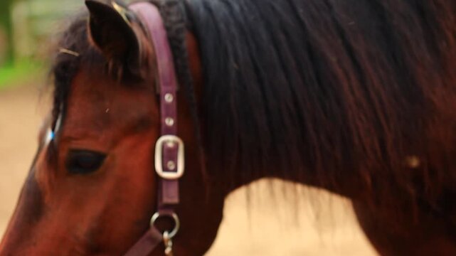 A close up view of a horse with a bridle on, suitable for uses such as farm or animal-themed illustrations