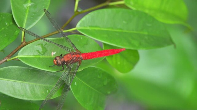 Yellow Dragonfly on Rhizophora from Borneo Island, Mangroves. tropical rain forest. January