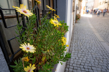 チェスキークルムロフの路地を彩る花