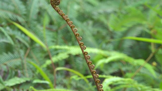 The forked fern of the old world, dilim (Dicranopteris linearis). humid tropics of Borneo island
