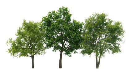 Three Lush Green Trees Isolated on Transparent Background - Perfect for Landscaping and Design