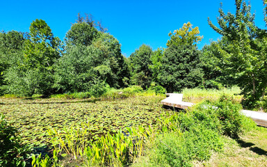 Walney Pond, Chantilly, Fairfax County, Virginia, USA