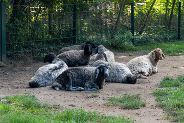 A close-up of a flock of sheep lying on the ground in the shade. The animals, some of which have...