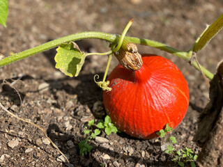 A small red pumpkin grows on a vine in rich soil. The pumpkin is round with a smooth surface and a green stem. Surrounding it are small green leaves and weeds.