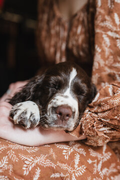 english springer spaniel puppy in woman's arms
