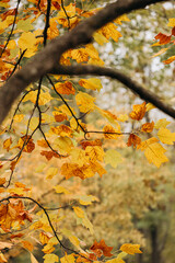 Autumn leaves of Liriodendron tulipifera tree in fall season.