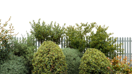 Lush Green Garden Hedge with Wooden Fence - Landscaping and Gardening Background