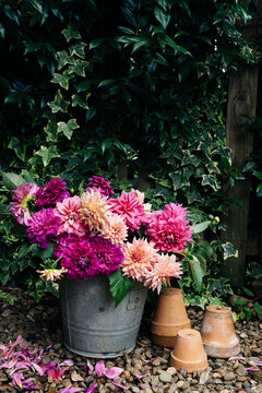 dahlias in a galvanised bucket with terracotta pots