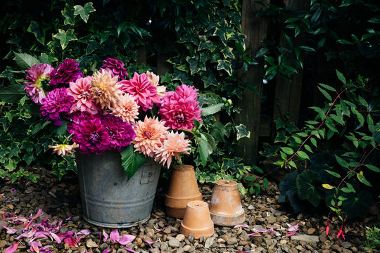 dahlias in a galvanised bucket with terracotta pots