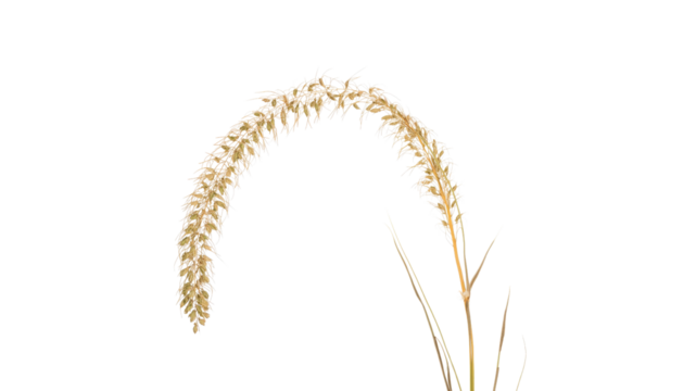 Elegant Beige Grass Seed Head on Transparent Background