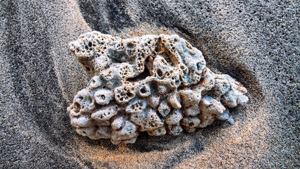 A sea sponge washed up on the coast of the Sulawesi sea