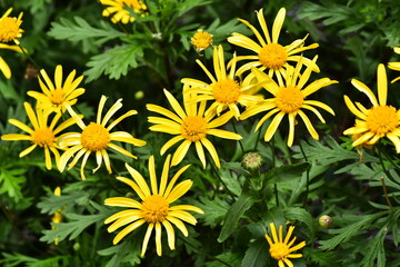 yellow flower HD wallpaper,flower 4K wallpaper download.
