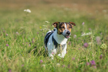 Tri-color Jack Russell Terrier outdoors in farm. Purebred smooth coated Jack Russell Terrier on the meadow. 