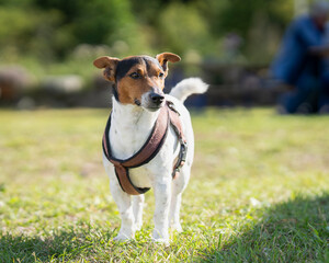 Tri-color Jack Russell Terrier outdoors in farm. Purebred smooth coated Jack Russell Terrier on the meadow. 