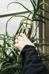 Female hand touching aloe plant, benefits of aloe juice for skin concept.