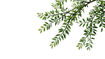 Lush Green Branch with Vibrant Leaves Isolated on Transparent Background