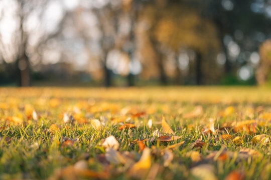 Fallen leaves on the grass at the park in Autumn