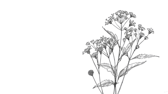Monochrome Botanical Illustration Elegant Wildflower Bouquet on Transparent Background - Powered by Adobe