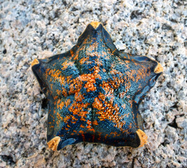 Sea star (Patiria pectinifera, red). Sea of Japan. Siberian coast, Far East. Omnivorous scavengers,...