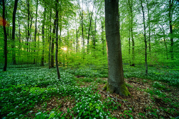 Frühlingswald in den Rheinauen in der Pfalz mit Bärlauch, frischem Grün und Sonnenaufgang am Morgen